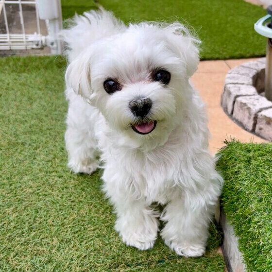 キラキラ笑顔のマルチーズ