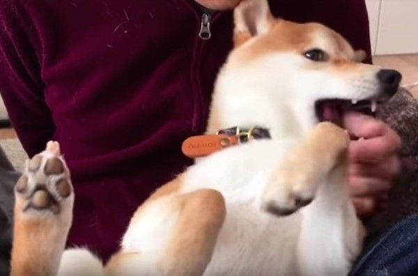 くつろぐワンコ