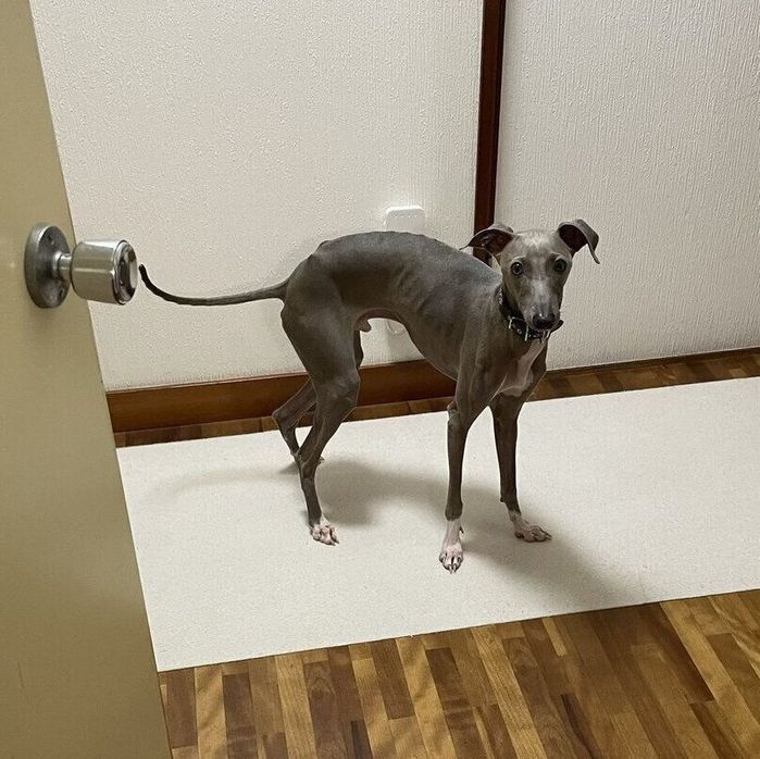 すこし前進したプットくん