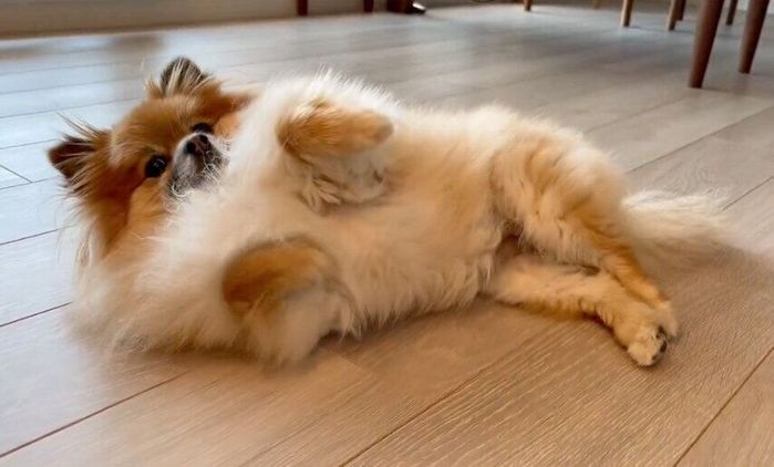 なでてほしいぽてとちゃん