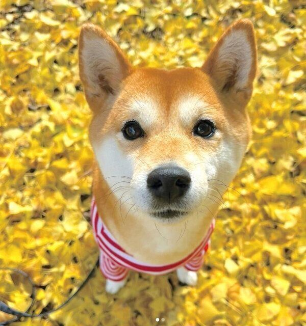 見つめるすずちゃん