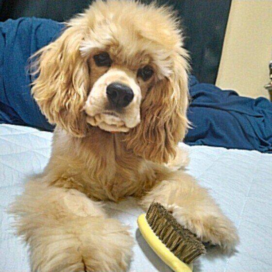 アメリカン・コッカー・スパニエルのユキちゃん