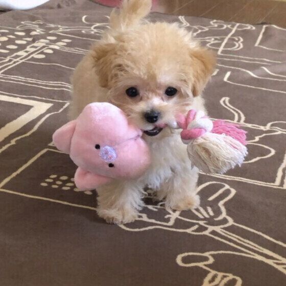 はじめてのおもちゃを持ってくる優瑠ちゃん