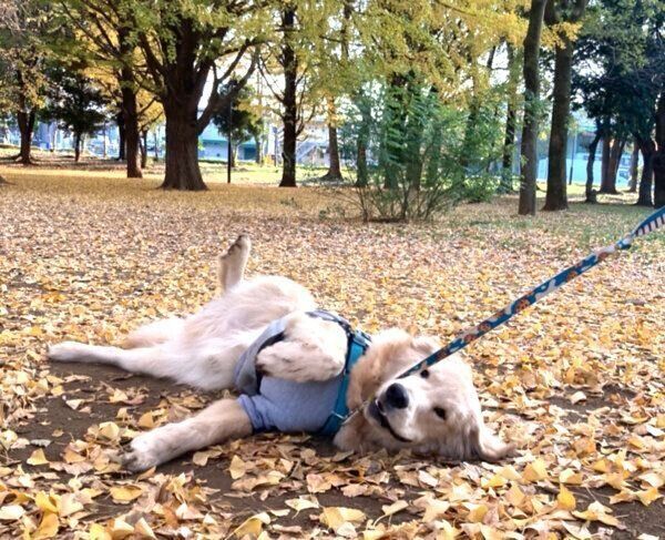 寝転がるぽち丸くん