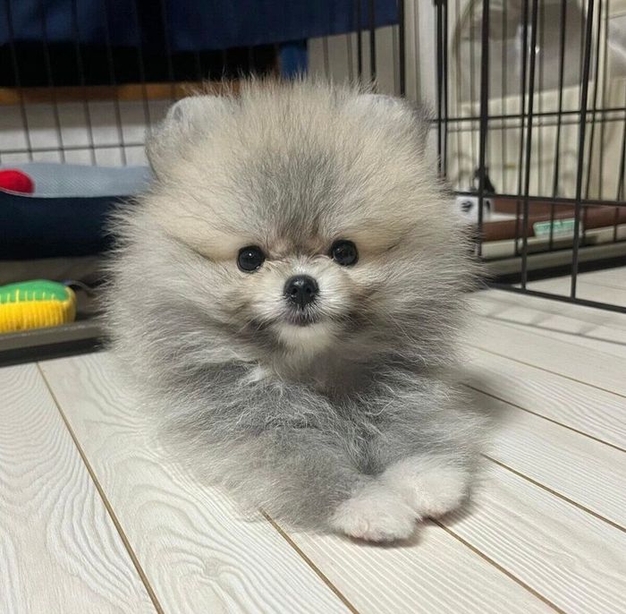 見つめるしらすちゃん