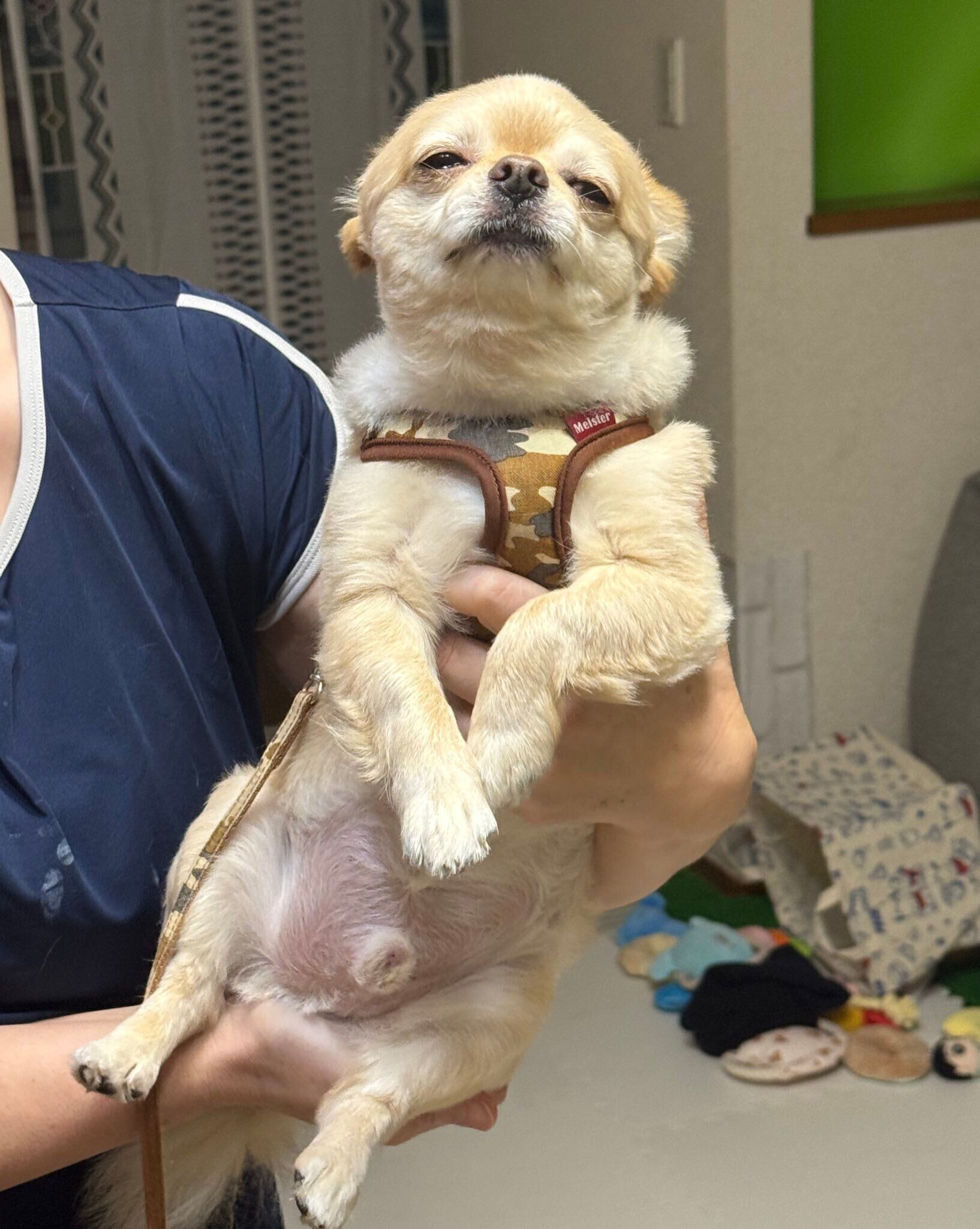 お母さまに抱っこしてもらうてんくん　“アンニュイ”な表情になってしまった