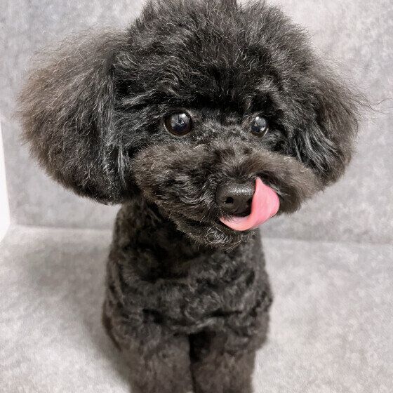 トイ・プードル