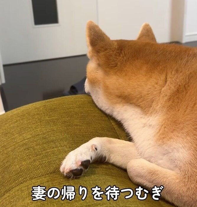 ママさんの帰りを待つむぎちゃん