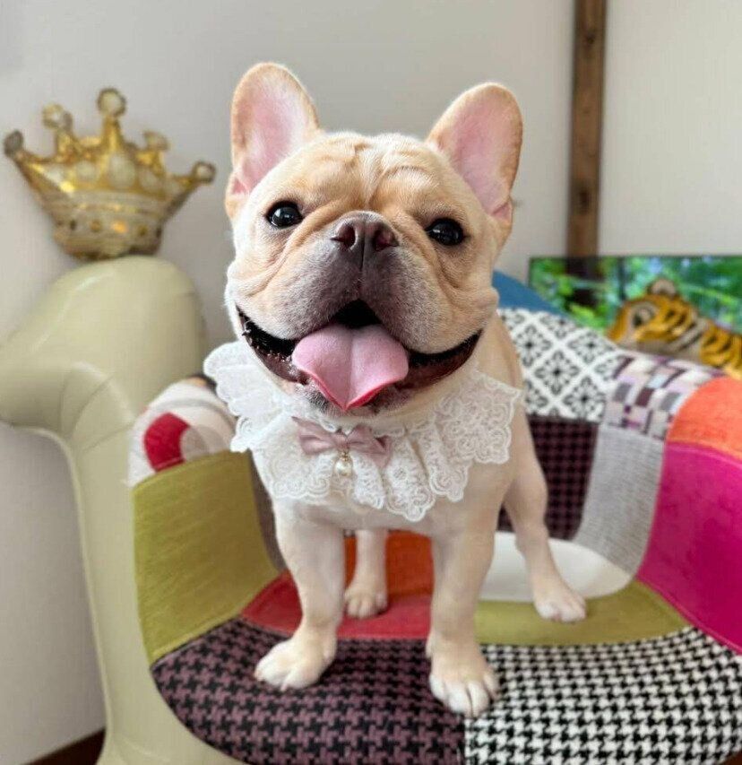 1才のお誕生日をお祝いするフレンチ・ブルドッグ