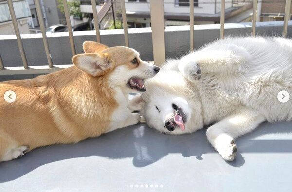 じゃれ合うキャリーちゃんとムギちゃん