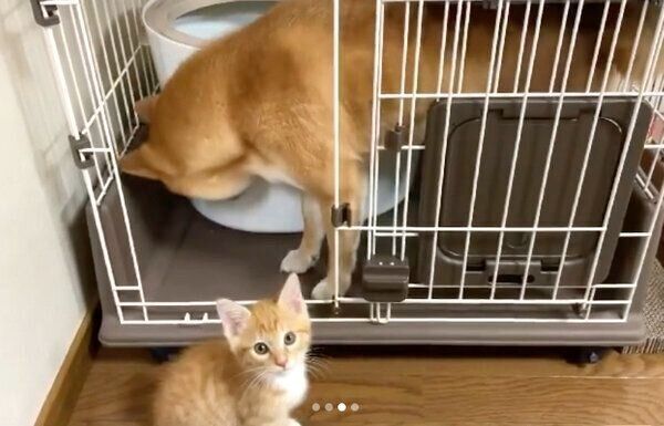 子猫のりんくんのお家訪問をするぷくちゃん