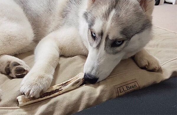 イケメンすぎるラムちゃん