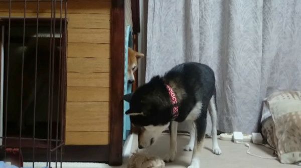 柴犬のパパとママ