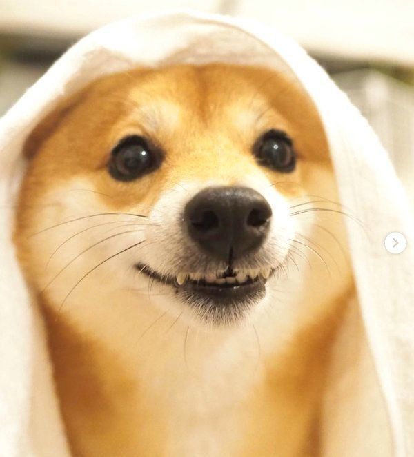 歯を見せるにこちゃん