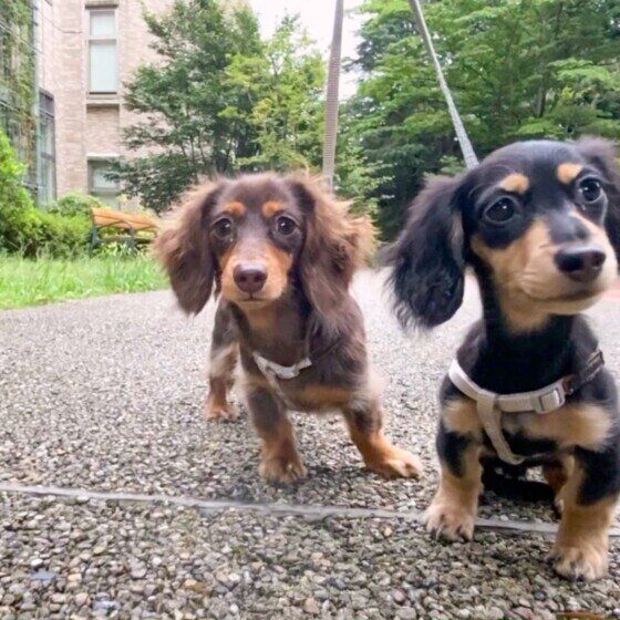 お散歩するカニーンヘン・ダックスフンド