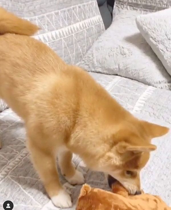 獲物を捕まえた豆柴