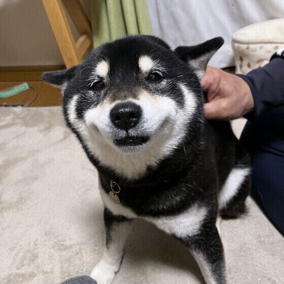 犬の耳掃除の頻度と正しいお手入れ方法 犬が嫌がる耳掃除をスムーズに行うコツとは？ 柴犬 いぬのきもち