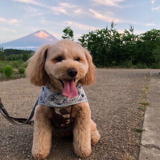 愛犬がアブやブヨなどの虫に刺されたらどうしたらいい？ 獣医師に聞いてみた いぬのきもち
