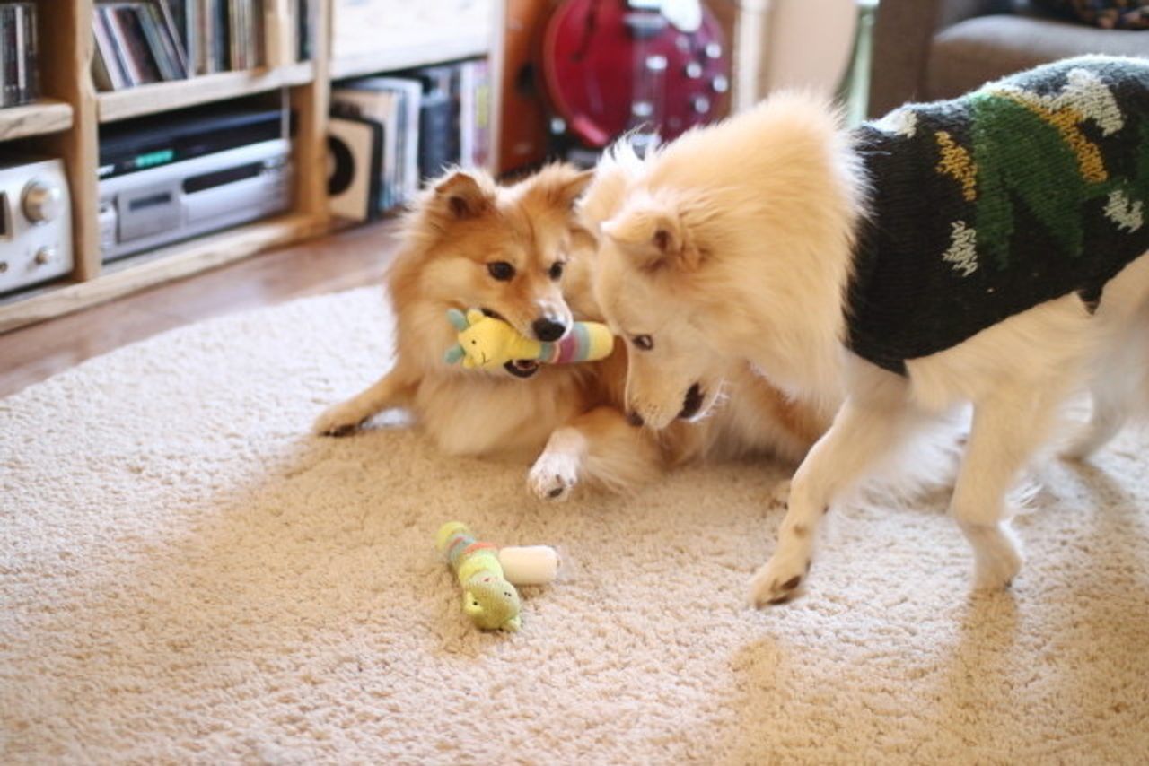 テーブルに登らない わが家流の しつけ 穴澤賢の犬のはなし いぬのきもちweb Magazine テーブルに登らない わが家流の しつけ 穴澤賢の犬のはなし いぬのきもちweb Magazine