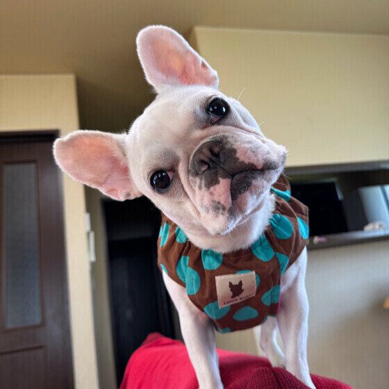 フレンチ・ブルドッグ  ソファーの上からあざとく