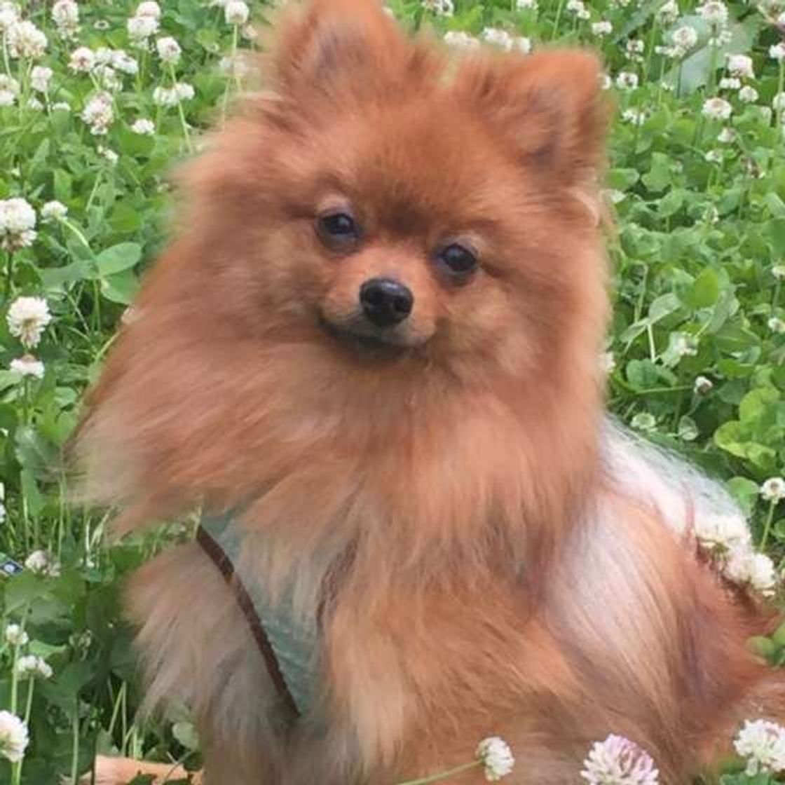 モフモフ 犬好きさん必見 モフモフ犬種の魅力 画像 豆知識まとめてみました いぬのきもちweb Magazine モフモフ 犬好きさん必見 モフモフ犬種の魅力 画像 豆知識まとめてみました いぬのきもちweb Magazine