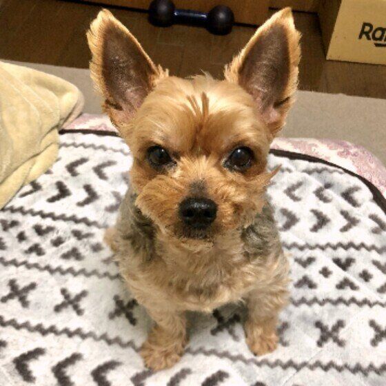 見つめるヨークシャー・テリア