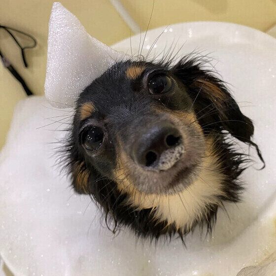 犬がシャンプーを嫌がる理由は? お風呂が苦手な犬をシャンプーするコツ いぬのきもち