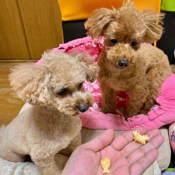 おやつを見るトイ・プードル