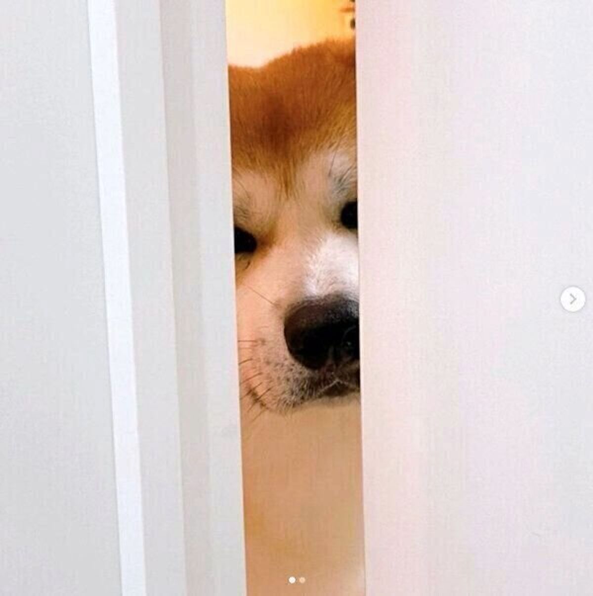トイレに入ると毎回視線が 笑 ドアの隙間から飼い主のことをじっと覗く秋田犬の素顔が可愛い いぬのきもちweb Magazine トイレに入ると毎回視線が 笑 ドアの隙間から飼い主のことをじっと覗く秋田犬の素顔が可愛い いぬのきもちweb Magazine