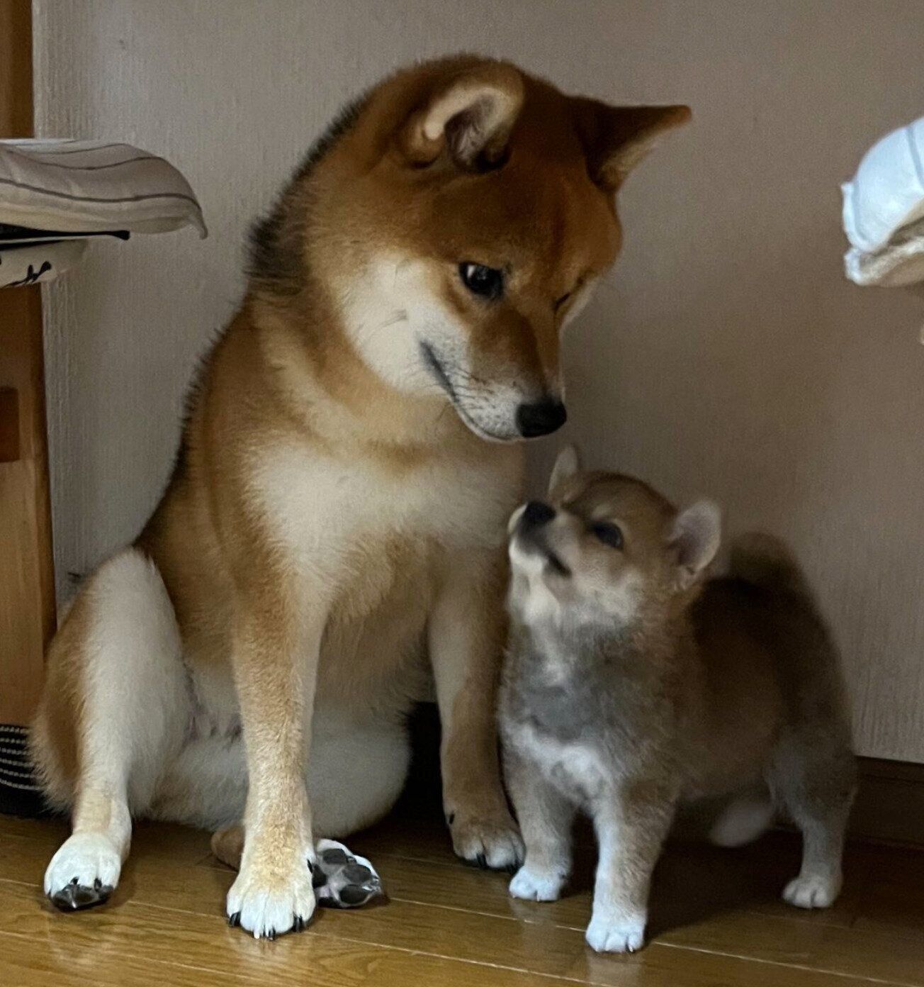 くまくんととらくん