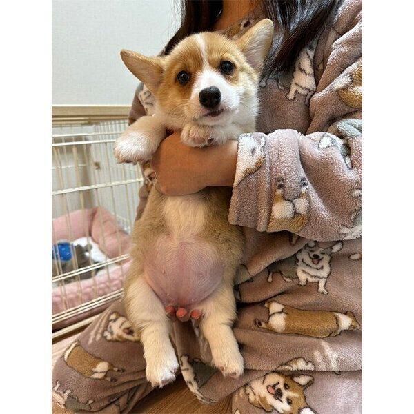 ぽんぽこりんおなかを披露するシフォンちゃん