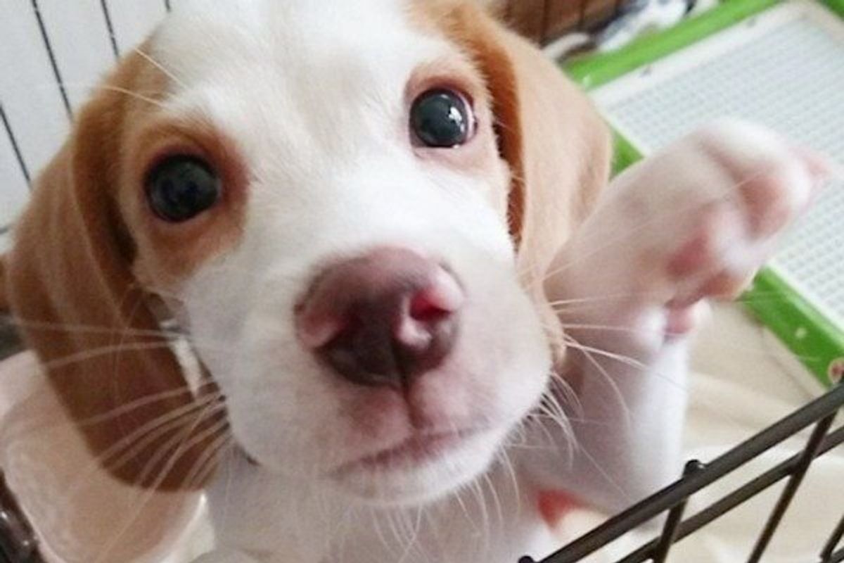 Ngなあげ方してない 愛犬に肉を与えるときの注意点 いぬのきもちweb Magazine Ngなあげ方してない 愛犬に肉を与えるときの注意点 いぬのきもちweb Magazine