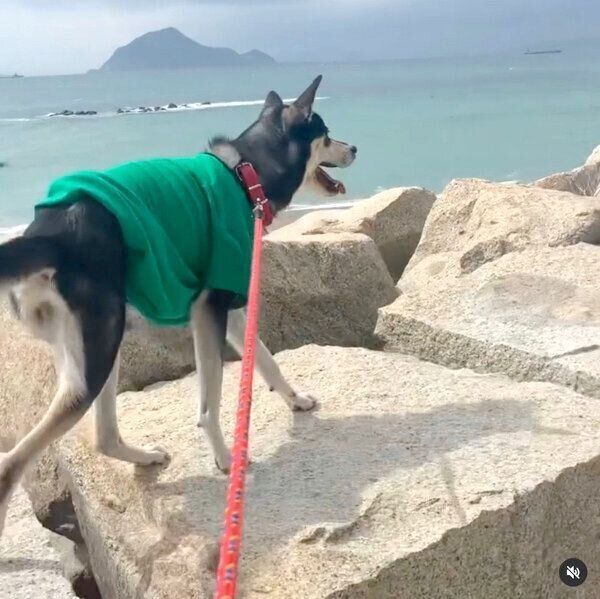 お出かけを楽しむまろちゃん