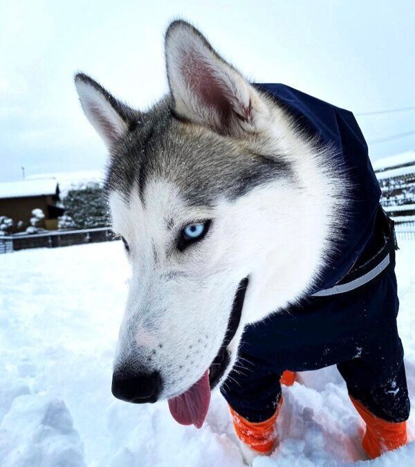 雪で遊ぶルディくん