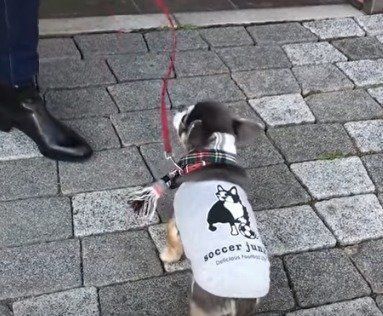 チワワ　ラズおじさん