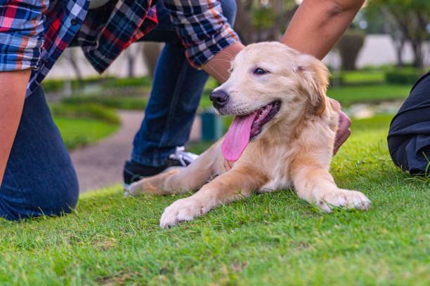 草の上で休憩するゴールデンレトリバーの子犬