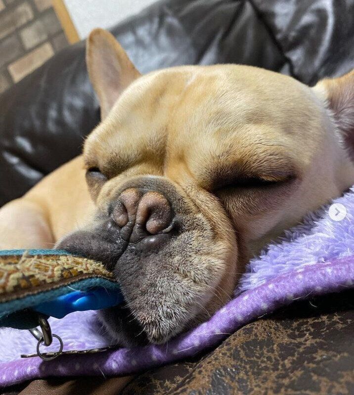 ベルトのようなものを離さないぶるーたすくん（フレンチ・ブルドッグ）