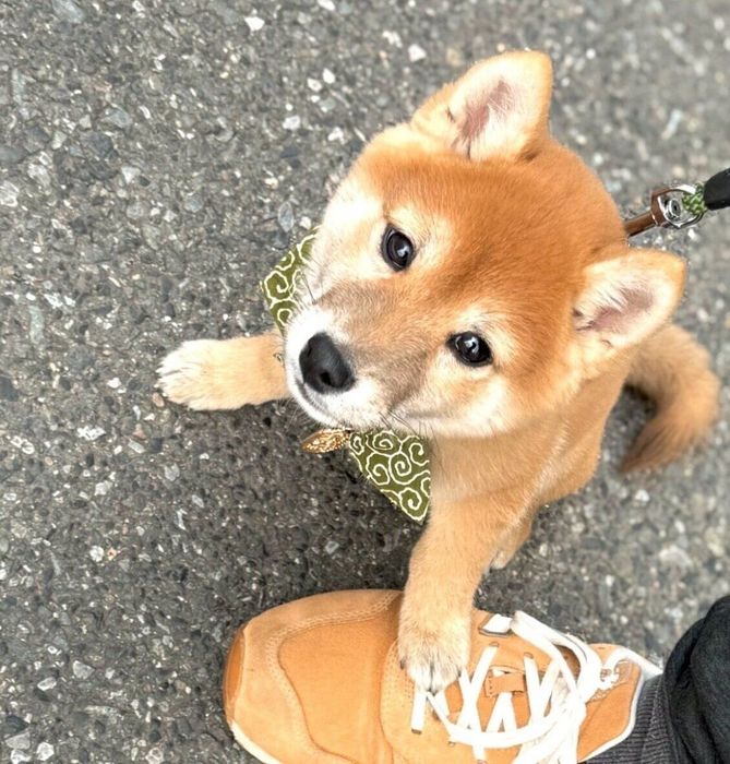 飼い主さんの足を踏むちゃむくん