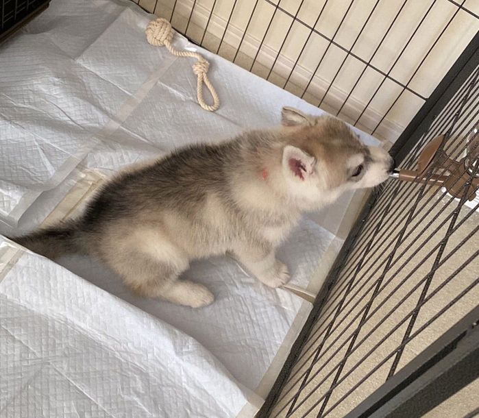 お迎え当日のふうくん