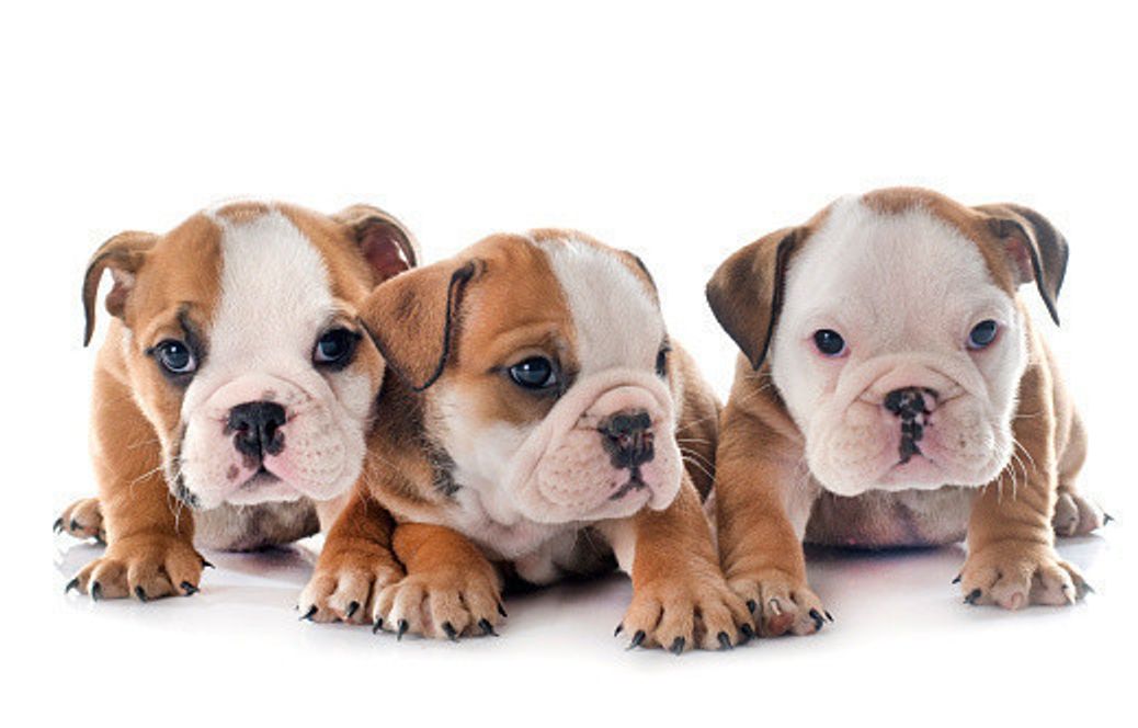 ブルドッグの特徴 性格 最新価格と飼い方 いぬのきもち 犬図鑑 いぬのきもちweb Magazine ブルドッグの特徴 性格 最新価格と飼い方 いぬのきもち 犬図鑑 いぬのきもちweb Magazine