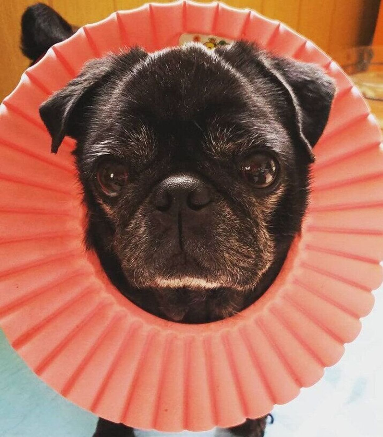 獣医師監修 犬のエリザベスカラーの選び方 手作りアイデア ストレス対策も いぬのきもちweb Magazine 獣医師監修 犬のエリザベスカラーの選び方 手作りアイデア ストレス対策も いぬのきもちweb Magazine