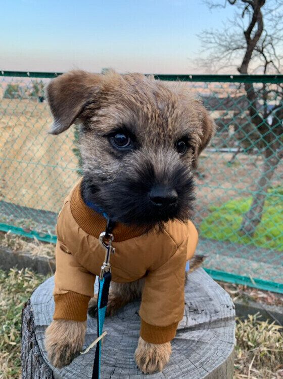 ボーダー テリアの特徴 性格 最新価格と飼い方 いぬのきもち 犬図鑑 いぬのきもちweb Magazine