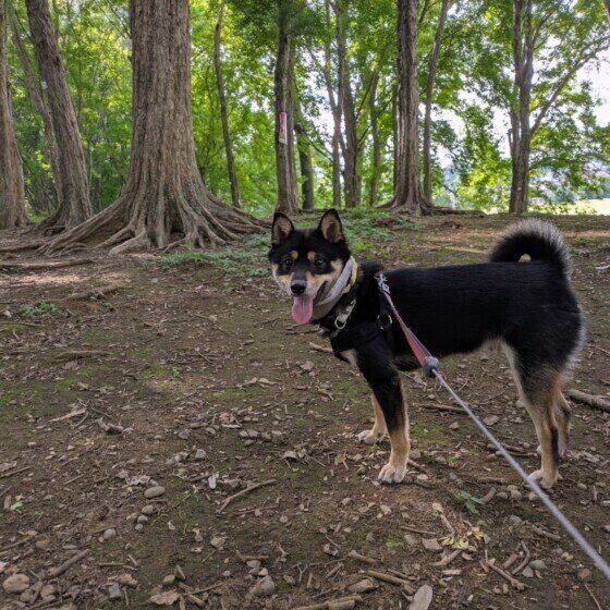 林の中を散歩する柴犬
