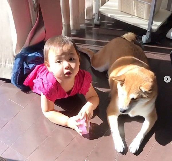 柴犬のももかちゃんと妹ちゃん