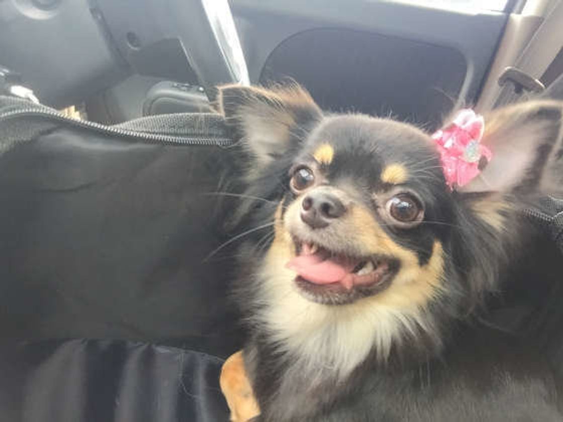 犬が車酔いする理由とその対策 実は人が原因のことも いぬのきもちweb Magazine 犬が車酔いする理由とその対策 実は人が原因のことも いぬのきもちweb Magazine