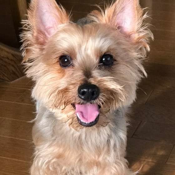 ヨークシャーテリアのくうちゃん