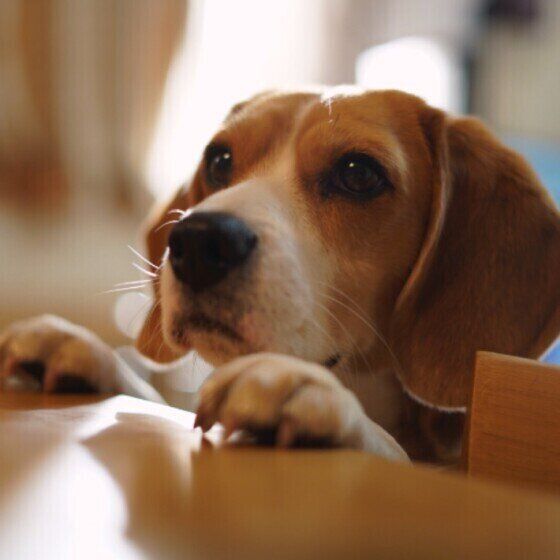 何かが気になるビーグル