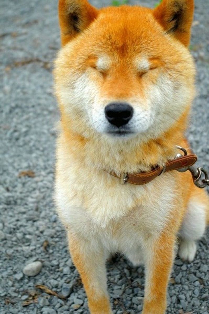 専門家が教える 柴犬との散歩 適度な距離や時間 距離の保ち方は いぬのきもちweb Magazine 専門家が教える 柴犬との散歩 適度な距離や時間 距離の保ち方は いぬのきもちweb Magazine