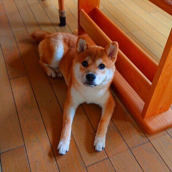 柴犬のれんげちゃん