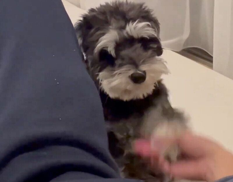 パパさんと握手をするオリちゃん